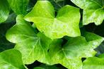 25 Hedera klimop voor klim op bodembedekker