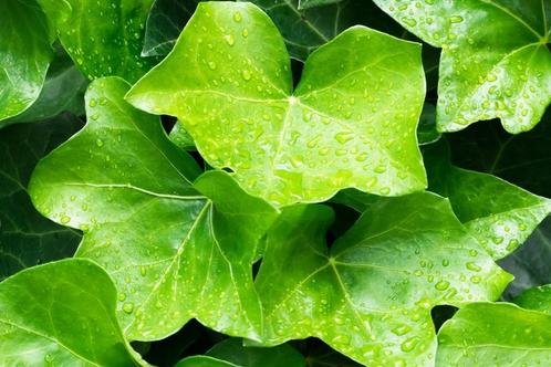 25 Hedera klimop voor klim op bodembedekker, Tuin en Terras, Planten | Struiken en Hagen, Haag, Overige soorten, Minder dan 100 cm