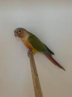 Pyrrhura molinae, Dieren en Toebehoren, Vogels | Parkieten en Papegaaien