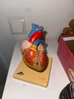 Medisch hart model, Antiek en Kunst, Ophalen of Verzenden