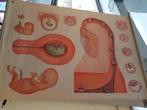 Vintage schoolplaten posters biologie, Gebruikt, Ophalen