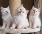 3 lieve ragdoll kittens ~ uit geteste ouders, Kater, Gechipt, 0 tot 2 jaar