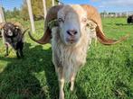 Ouessant schapen | Dekram te leen | Diverse kleuren, Dieren en Toebehoren, Schapen, Geiten en Varkens, Mannelijk, Schaap, 0 tot 2 jaar