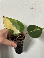 Philodendron cream splash (meerdere stekken), Huis en Inrichting, Kamerplanten, Ophalen of Verzenden, Overige soorten, Minder dan 100 cm