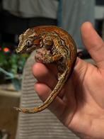 Rode gekko vrouw, Dieren en Toebehoren, Ophalen, Zo goed als nieuw, Overige typen