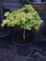 prachtige esdoorn tuinbonsai  japanse esdoorn, Halfschaduw, Overige soorten, Minder dan 100 cm, Zomer
