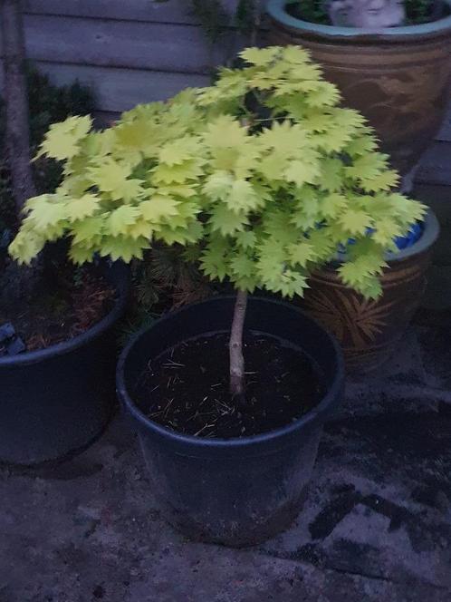 prachtige esdoorn tuinbonsai  japanse esdoorn, Tuin en Terras, Planten | Bomen, Overige soorten, Minder dan 100 cm, Halfschaduw