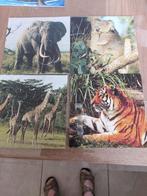 puzzel,  4 in 1, olifant, koala, giraffen, tijger,  4,6,9,16, Ophalen, Gebruikt, Puzzelen