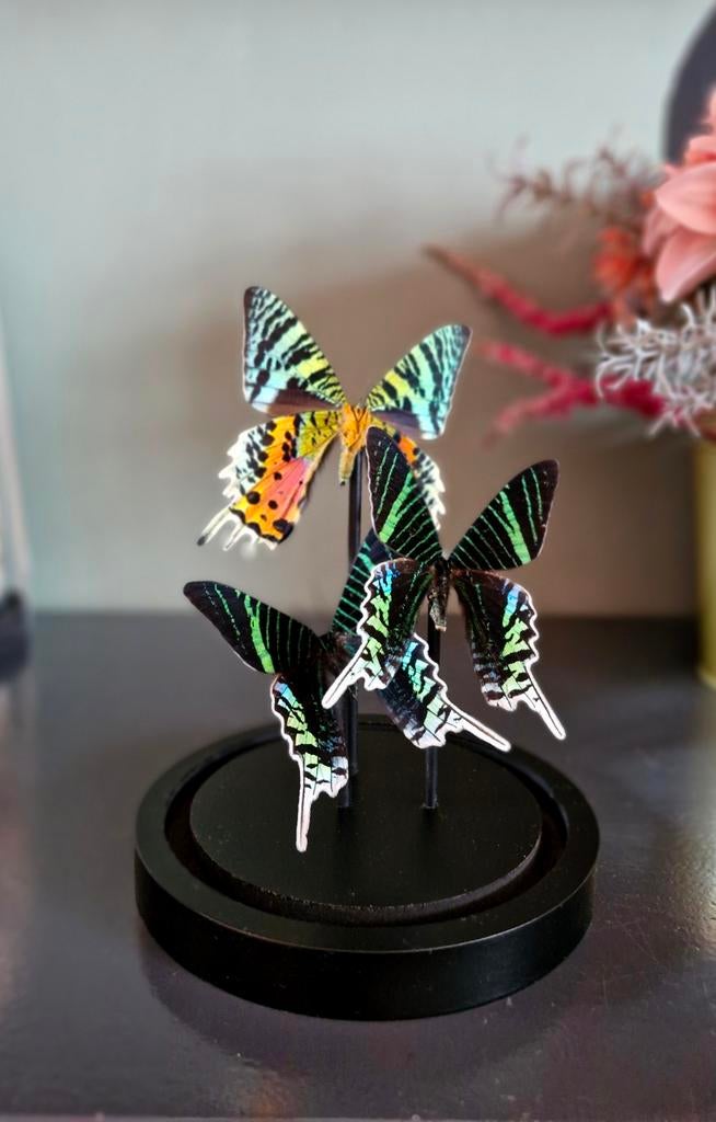 Opgezette vlinder,  stolp, taxidermie, Ophalen of Verzenden, Nieuw, Insect, Opgezet dier