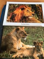 Leeuwen, Ophalen of Verzenden, Voor 1920, Ongelopen, Hond of Kat