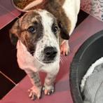 ACE: Monno is sociaal en mensgericht, Dieren en Toebehoren, Honden | Niet-rashonden, Particulier, Reu, 8 tot 15 weken, Buitenland