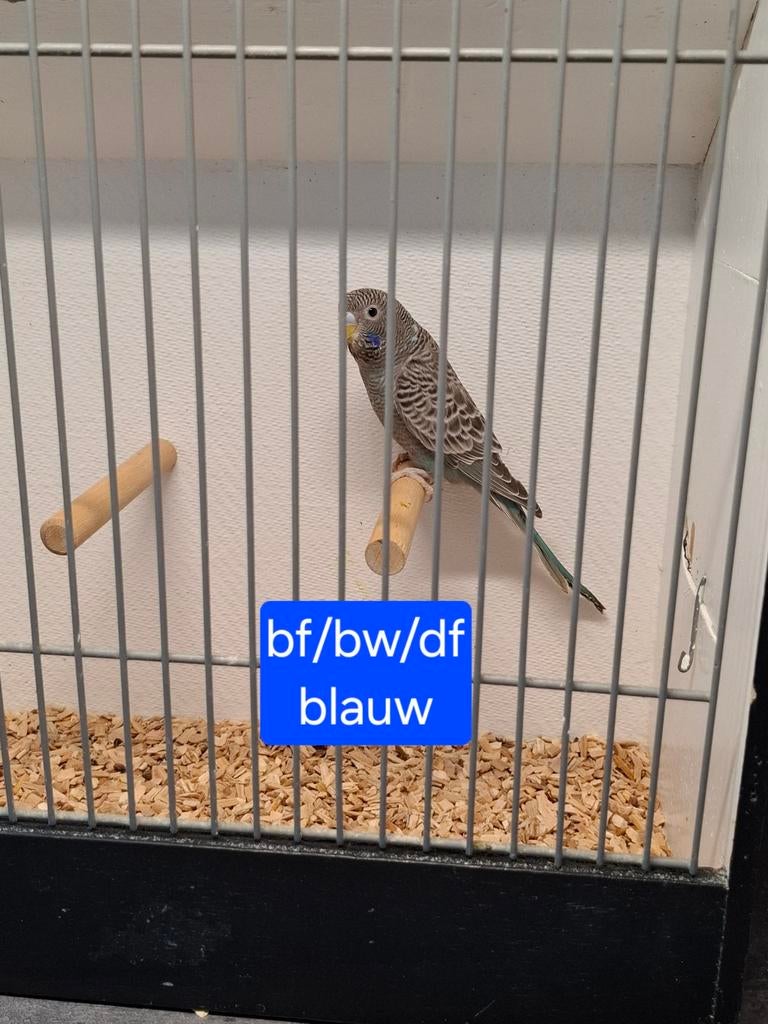 blackface split blackwing split dunfallow, Dieren en Toebehoren, Vogels | Parkieten en Papegaaien, Vrouwelijk, Parkiet, Geringd