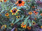 Rudbeckia triloba Prairie glow, Tuin en Terras, Volle zon, Vaste plant, Zomer, Ophalen