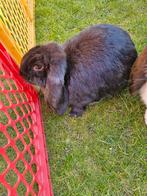 Franse hangoor, Dieren en Toebehoren, Konijnen, Vrouwelijk, Groot, Hangoor, 0 tot 2 jaar