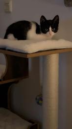 Kitten 12 weken, Ophalen, Nieuw