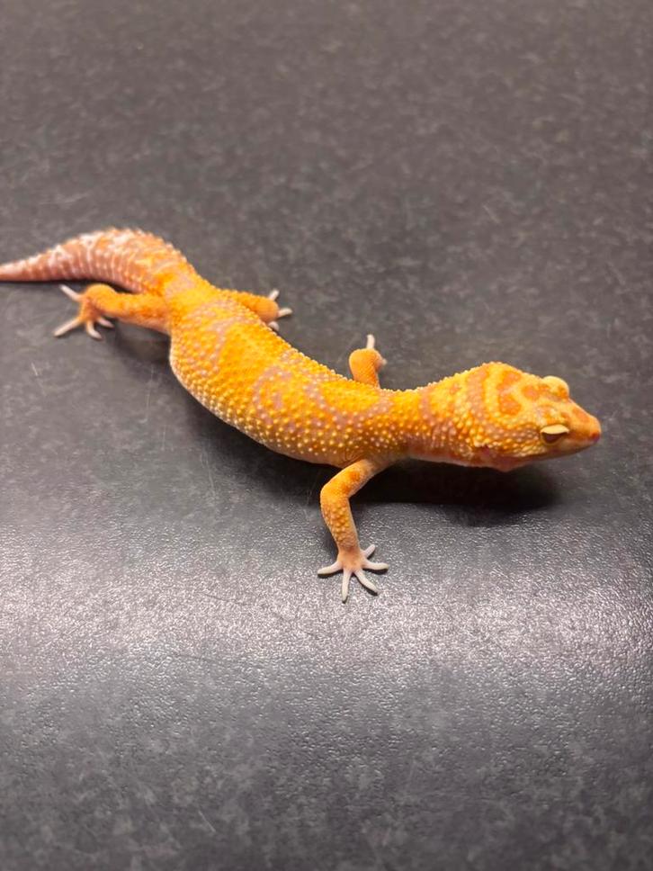 Luipaardgekko vrouw Leopard Gecko - female for sale from pvdr