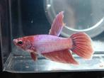 Purple unicorn veiltail betta man, Vis