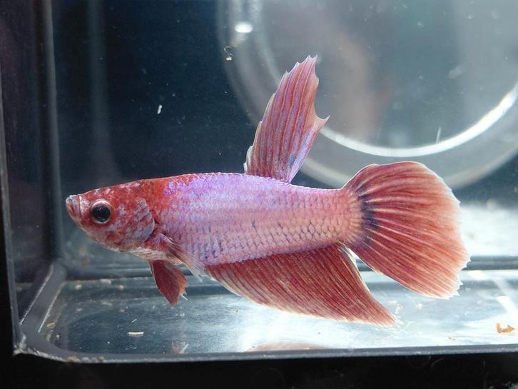 Purple unicorn veiltail betta man, Dieren en Toebehoren, Vissen | Aquariumvissen, Vis