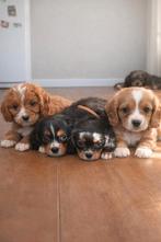Prachtige Cavamaltipoo pups, Parvo, Overige rassen, 8 tot 15 weken, Meerdere