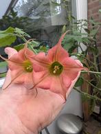 Brugmansia Artus x Orange Diamond - Ongewortelde stekken, Ophalen of Verzenden, Zomer, Eenjarig, Halfschaduw