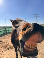 Verzorger gezocht, Dieren en Toebehoren, Stalling en Weidegang, 1 paard of pony
