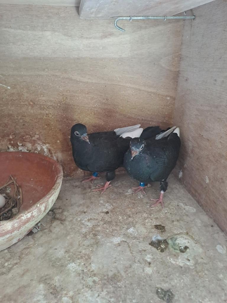 Chapos hoogvliegers. 2 jonkies, Dieren en Toebehoren, Vogels | Duiven, Meerdere dieren