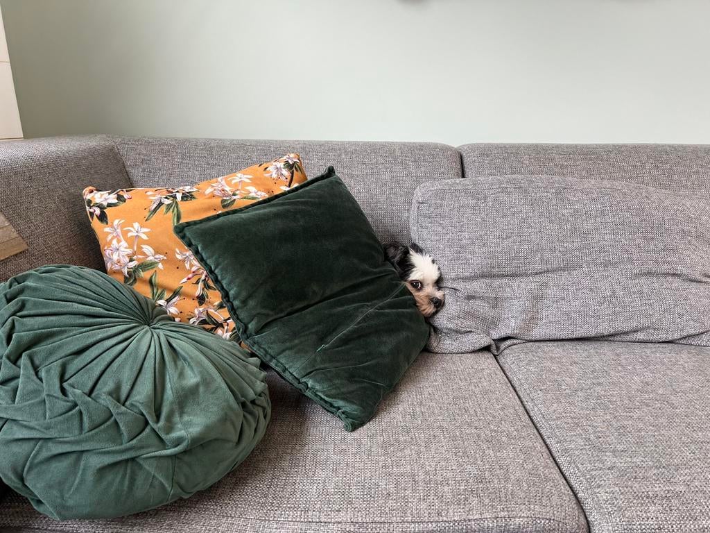 Oppas boomer, Particuliere oppas