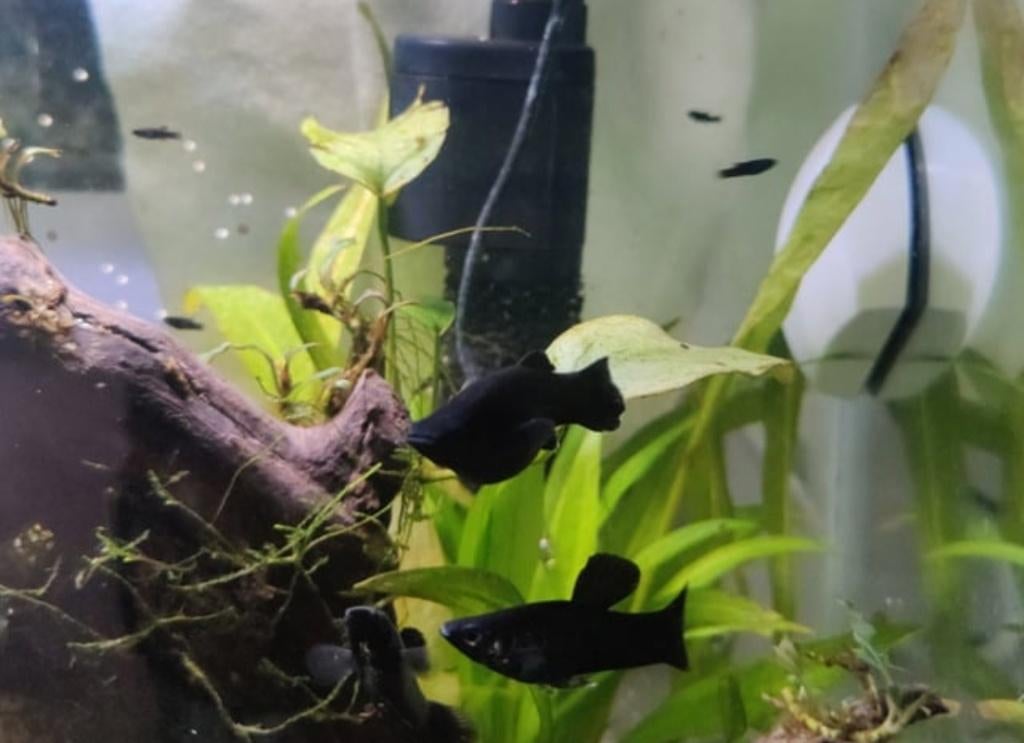 Black Molly, 8 visjes, Dieren en Toebehoren, Vis, Zoetwatervis