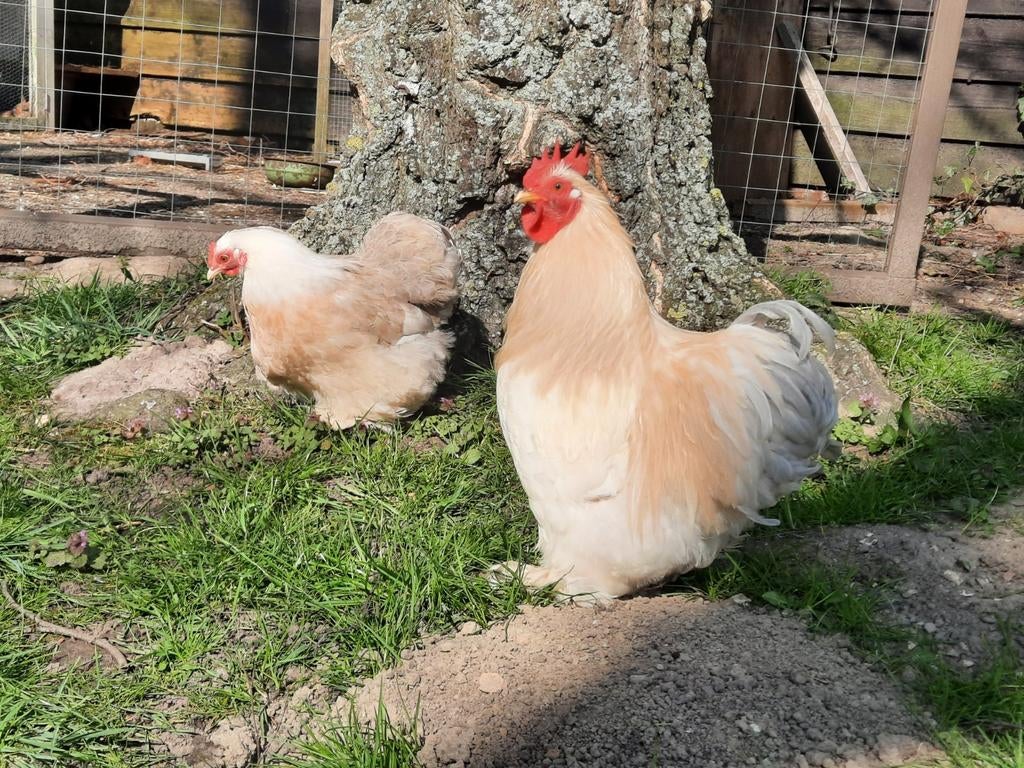 Broedeieren Cochin, Geslacht onbekend, Kip