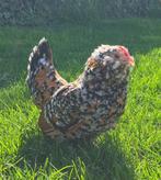 Broedeieren Antwerpse Baardkrielen, Geslacht onbekend, Kip