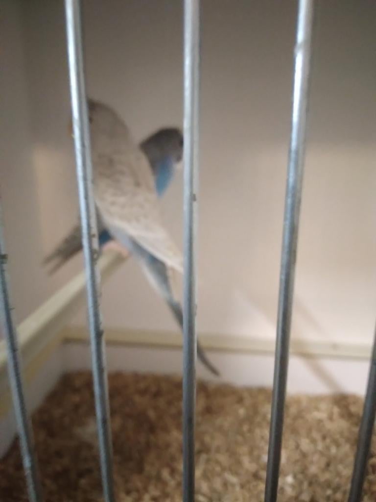 Melanistic/bf/df /bw x dun fallow blackface/bw broedrijp, Dieren en Toebehoren, Vogels | Parkieten en Papegaaien, Meerdere dieren