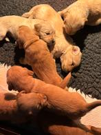 Pups zijn geboren op 5 februari, Dieren en Toebehoren, Honden | Retrievers, Spaniëls en Waterhonden, Golden retriever, 8 tot 15 weken