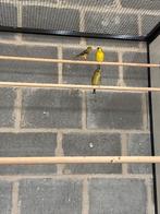 Koppel treursijzen, Meerdere dieren, Tropenvogel, Geringd