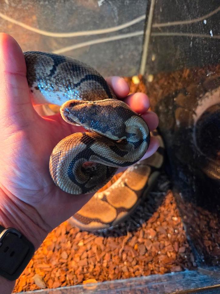 Koningspython te koop. Handtam. Ball Python - unknown for sale from r.greven1983