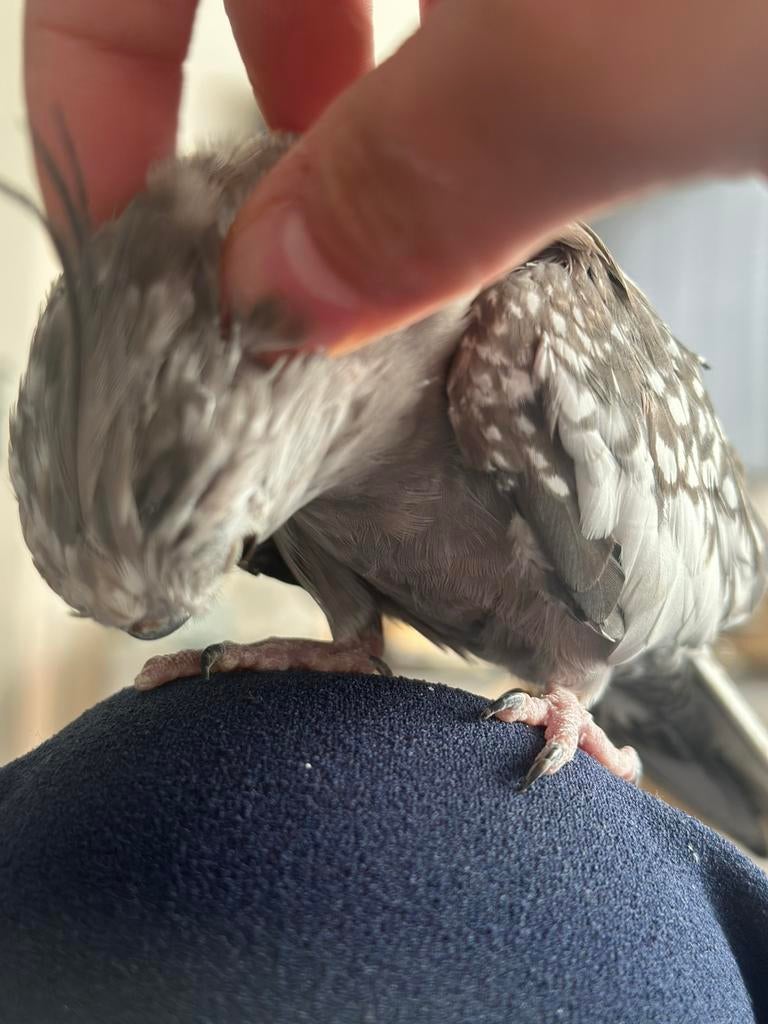 Lieve en tamme valkparkiet popje, Dieren en Toebehoren, Vogels | Parkieten en Papegaaien, Vrouwelijk, Parkiet, Tam