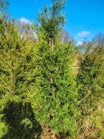 Taxus Baccata, Ophalen of Verzenden, Taxus