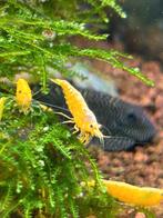 Citroen garnaal yellow fire neocaridina backstripe highgrade, Dieren en Toebehoren, Vissen | Aquariumvissen, Kreeft, Krab of Garnaal