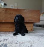 🩵Prachtige kleine boomer pups🩵(Laatste pup! Reutje), Dieren en Toebehoren, Honden | Chihuahua's en Gezelschapshonden, Parvo