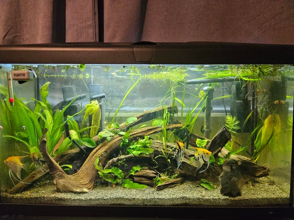 Prachtig kant en klaar ingericht&ingedraaid aquarium, 100L, Ophalen, Gebruikt, Gevuld zoetwateraquarium