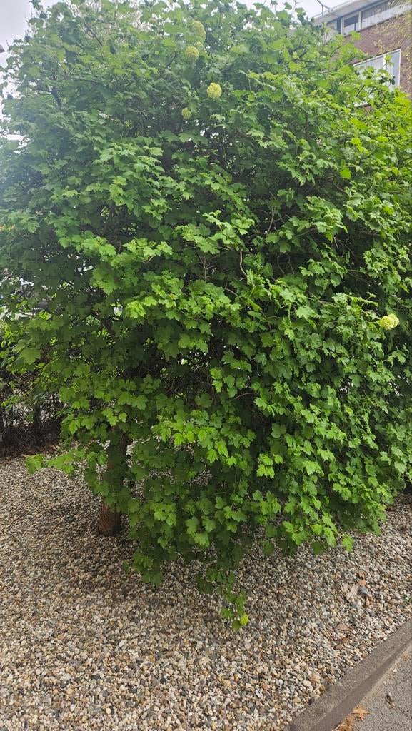 Gelderse Roos  boompje, Tuin en Terras, Planten | Struiken en Hagen, Ophalen of Verzenden, Overige soorten