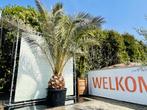 Palmboom - Phoenix Canariensis  - stamhoogte 40-50 cm, Ophalen of Verzenden, 250 tot 400 cm, Zomer, Palmboom