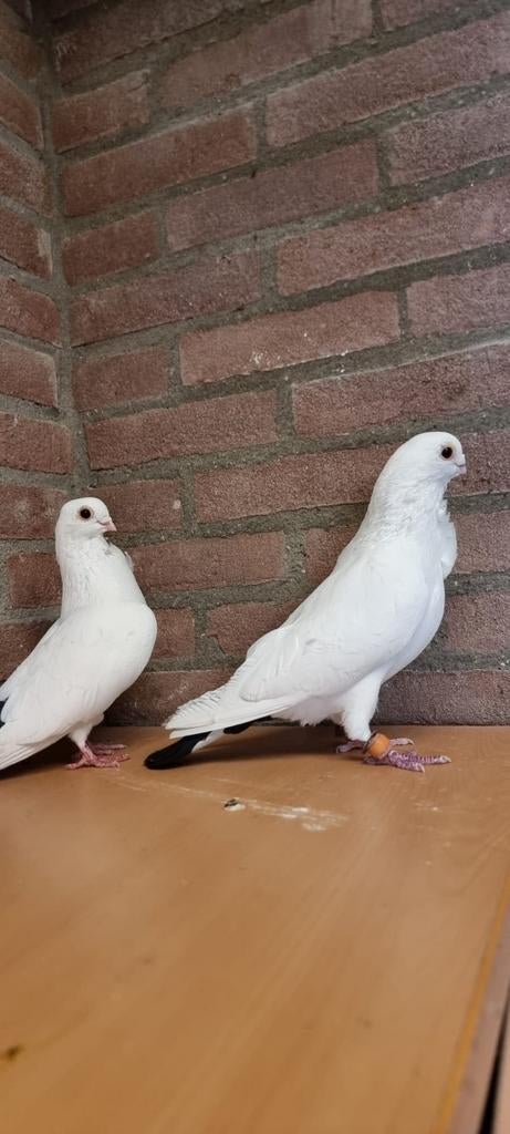 Koppel Syrische duiven, Meerdere dieren, Overige soorten