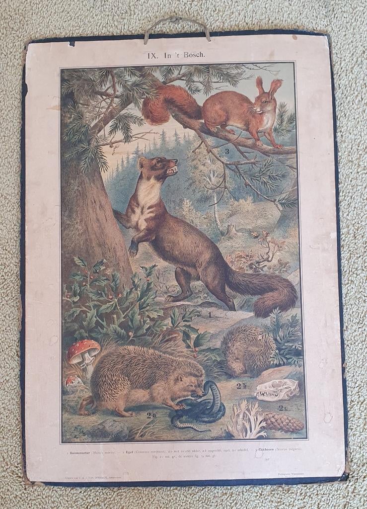 Vintage schoolplaat 'In 't Bosch' - Natuur en Biologie, Ophalen, Natuur en Biologie