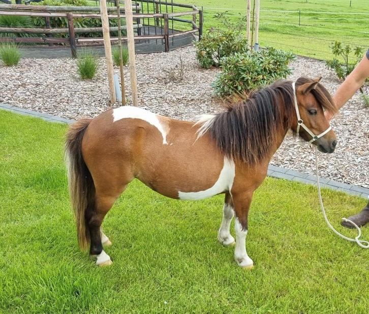 NSPS drachtig bruinbont stamboek shetlander merrie, correct, Dieren en Toebehoren, Pony's, Merrie, Niet van toepassing, A pony (tot 1.17m)
