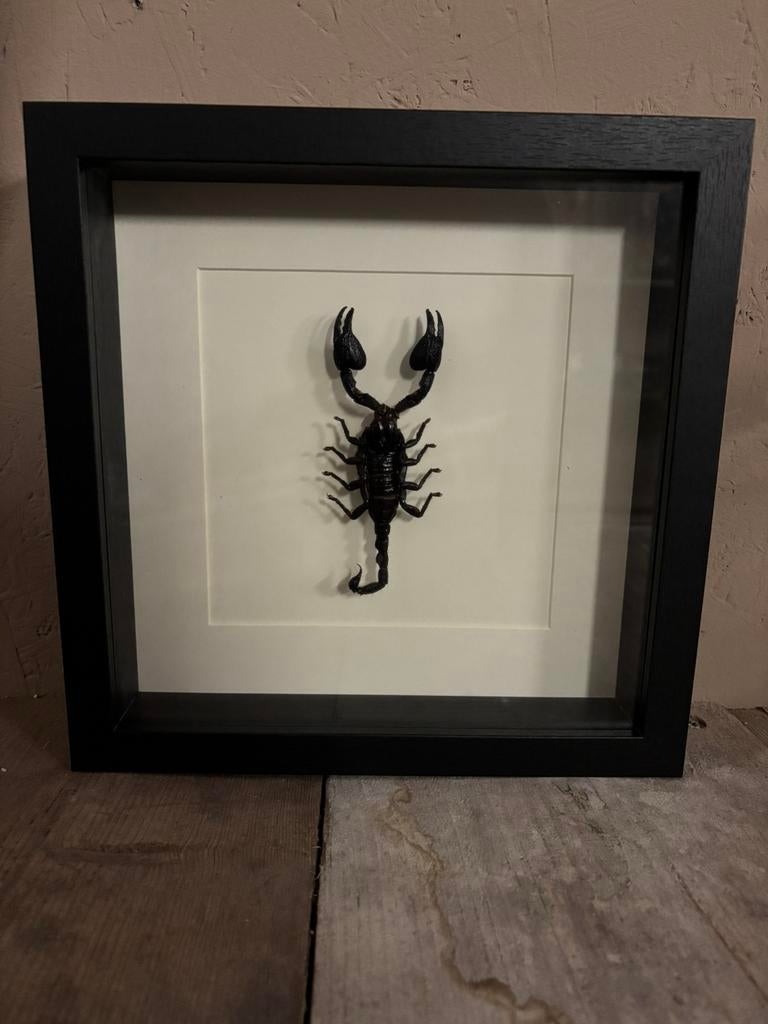 Mooie luxe lijst met een Reuzenbosschorpioen!, Ophalen of Verzenden, Nieuw, Insect, Opgezet dier