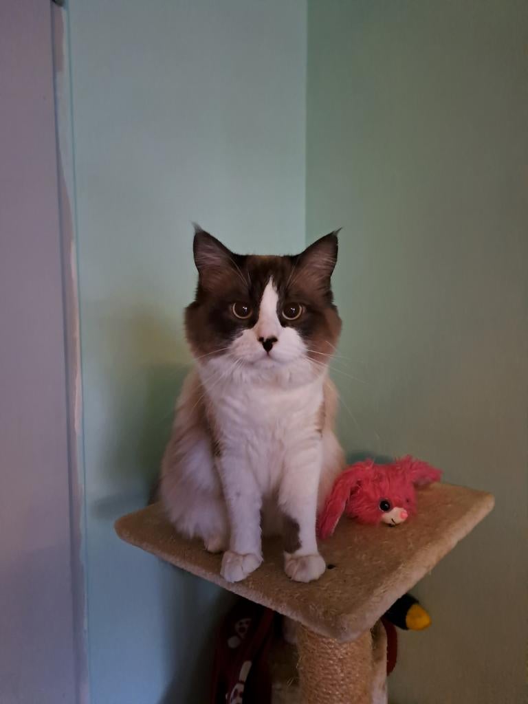 Ragdoll/MainCoon Kater., Dieren en Toebehoren, Katten en Kittens | Raskatten | Langhaar, Kater