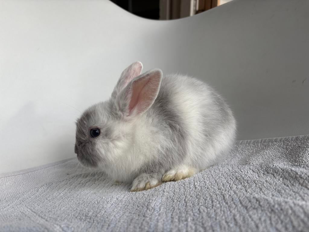 Dwerg babykonijntje, Dieren en Toebehoren, Konijnen, Mannelijk, Dwerg