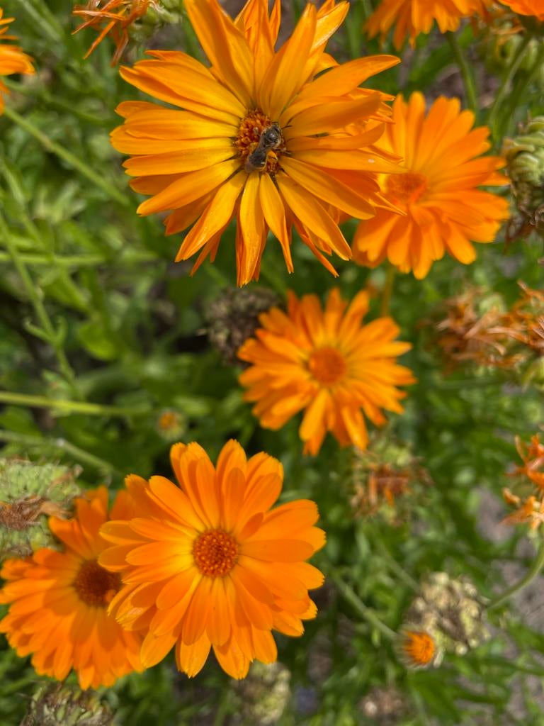 Goudsbloem (Calendula Officinalis) zaden, Tuin en Terras, Bloembollen en Zaden, Ophalen of Verzenden, Voorjaar, Volle zon, Zaad
