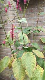 Persicaria duizendknoop, Ophalen, Overige soorten, Volle zon