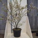 Zwaar vertakte krenten boom meerstammen ! NU IN DE BLOEI!, Tuin en Terras, Halfschaduw, Overige soorten, Lente, 100 tot 250 cm